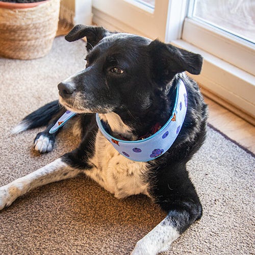 Rosewood Dog Cooling Neckerchief - medium