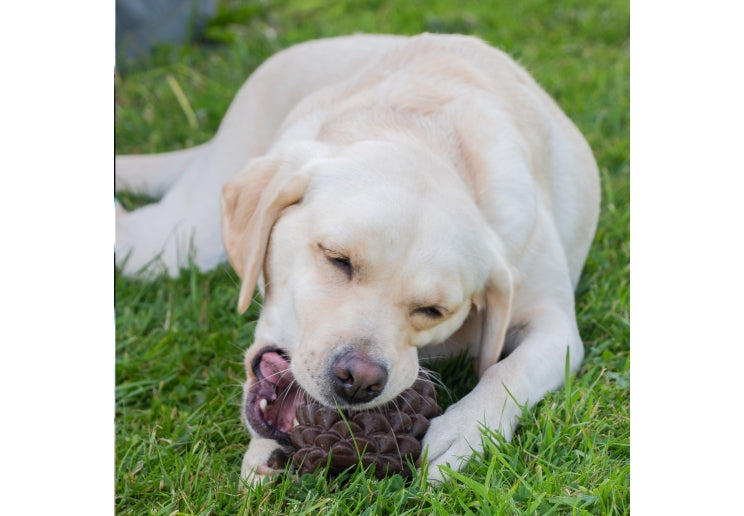 Ancol Orva Pine Cone Treat Dispensing Dog Toy