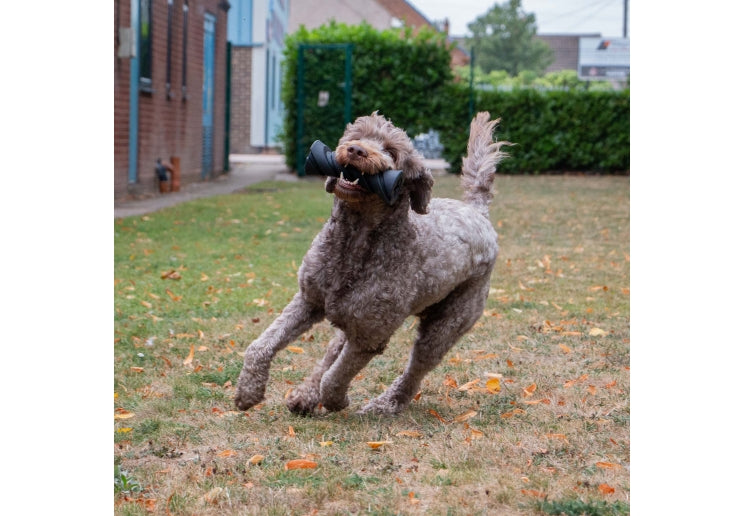 Tough Treat Dispenser