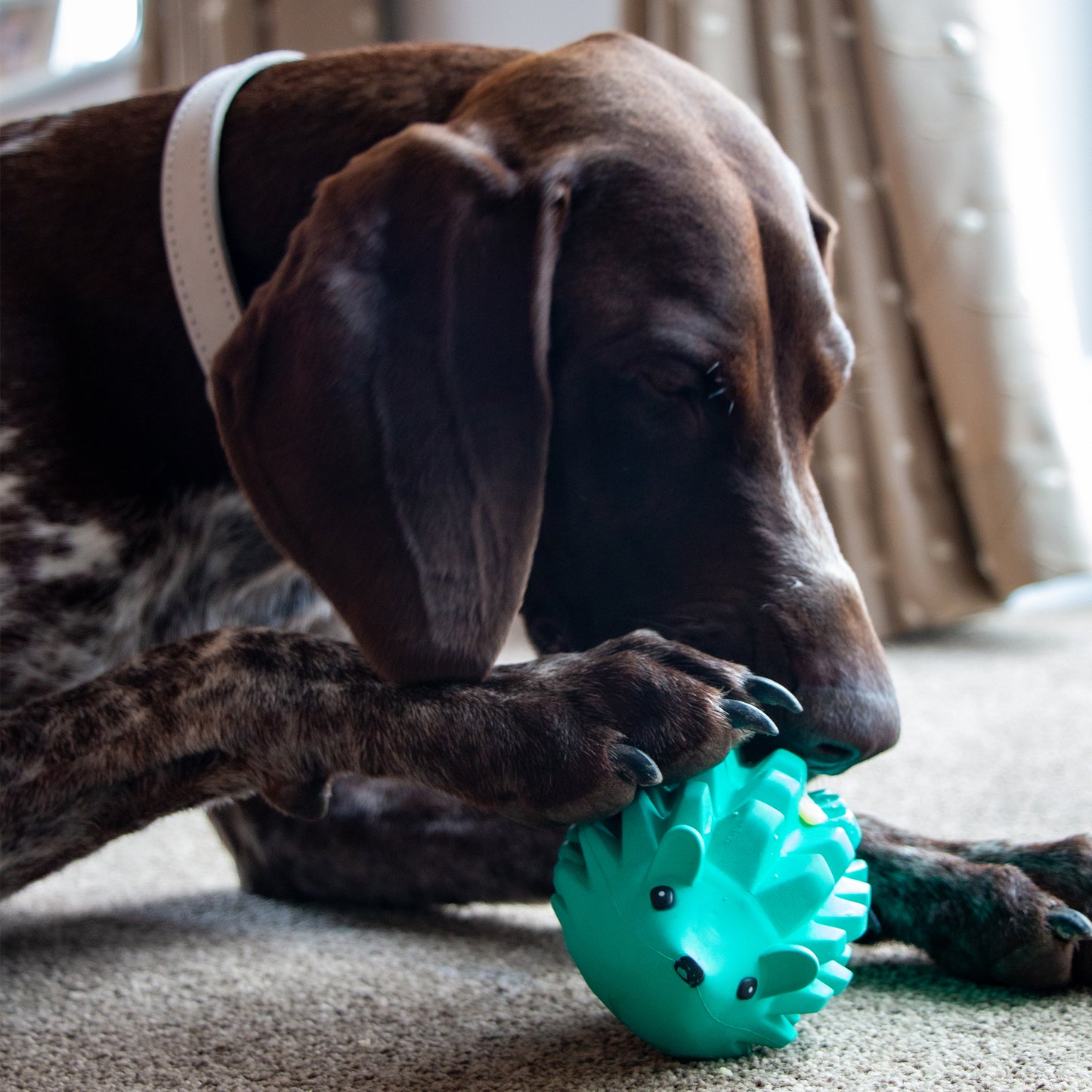 Ancol Orva Hedgehog Treat Dispensing Dog Toy