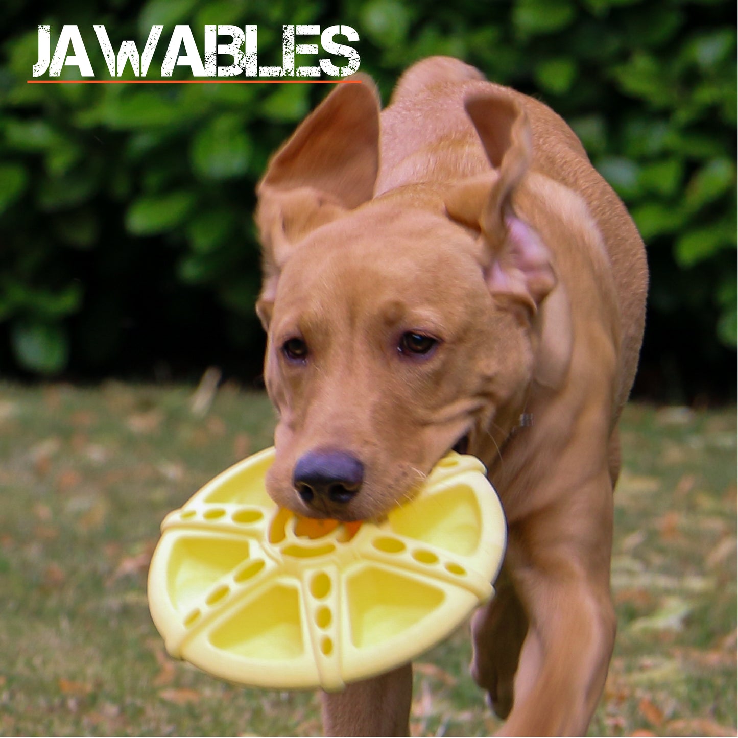Ancol Jawables Flying Disc Dog Toy