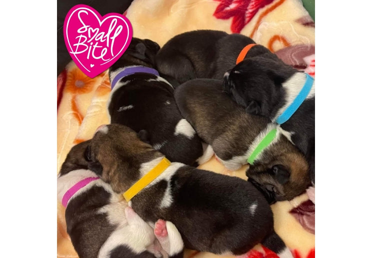 Whelping ID Collars 12pc DISC
