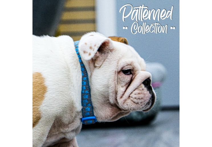 Ancol Blue Reflective Paw Dog Collar 45-70cm