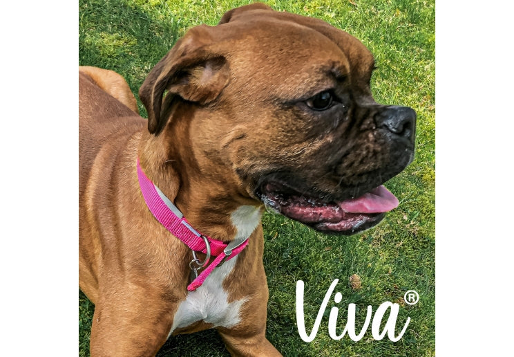 Viva Padded Nylon Pink Dog Collar 45-54cm Size 6