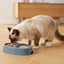 Savic Twin Cat Picnic Bowl