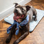 Premium Cool Mat and Cover - Medium