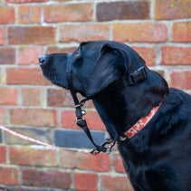 Nylon Training Halter M Size 3-4