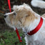 Viva Adjustable Red Dog Collar Small