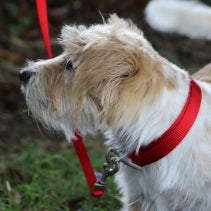Viva Adjustable Red Dog Collar Small