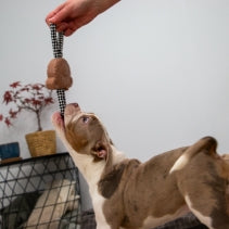 Small Bite Teddy Teether Tugger