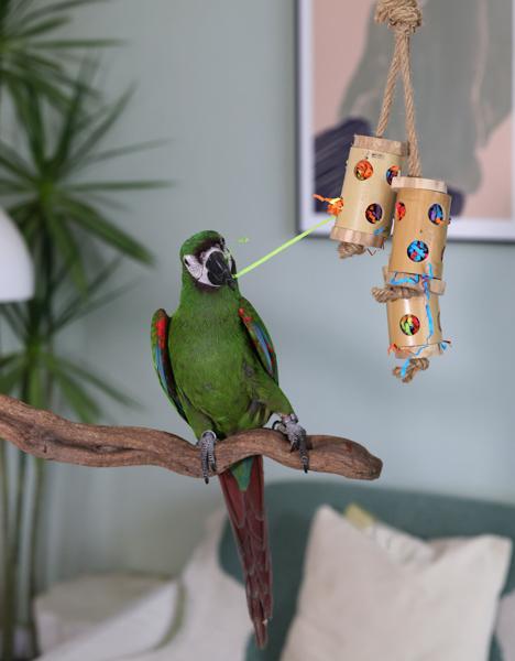 Rosewood Boredom Breaker Bamboo Forage Trio Bird Toy