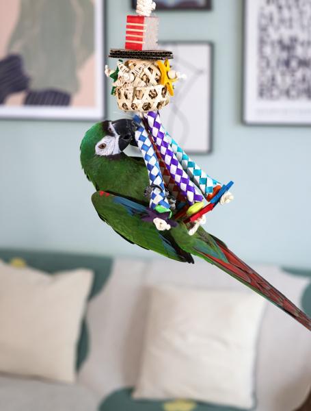 Rosewood Boredom Breaker Carnival Of Fun Bird Toy