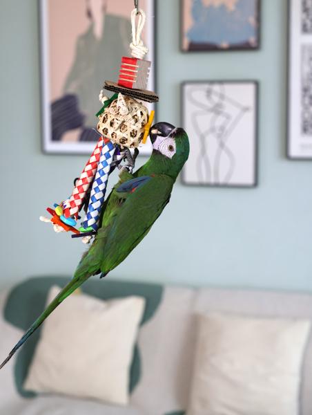Rosewood Boredom Breaker Carnival Of Fun Bird Toy