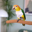 Rosewood Boredom Breaker Walnut Pedicure Perch - Medium