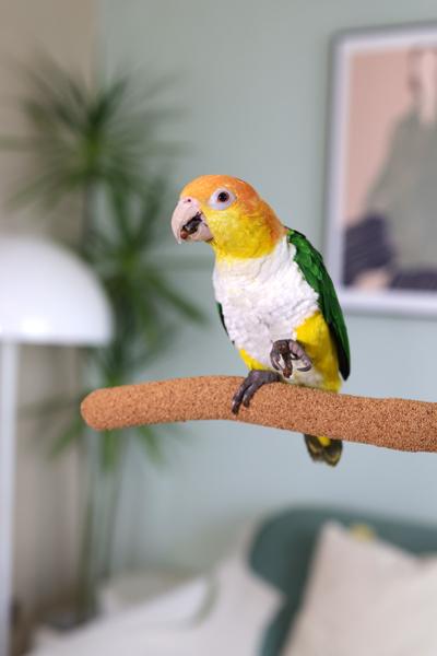 Rosewood Boredom Breaker Walnut Pedicure Perch - Medium