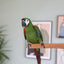 Rosewood Boredom Breaker Walnut Pedicure Perch - Medium
