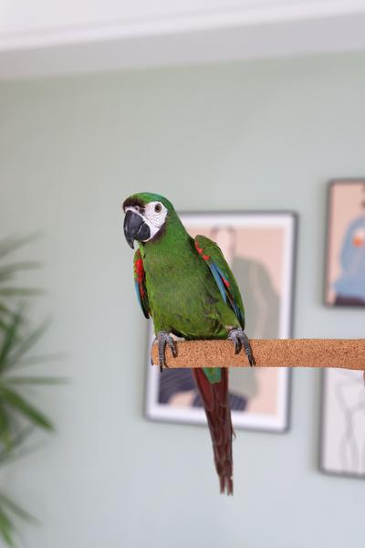 Rosewood Boredom Breaker Walnut Pedicure Perch - Medium