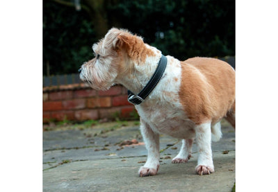 Ancol Classic Black Leather Dog Collar 39-48cm Size 5