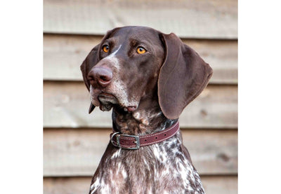 Ancol Classic Oxblood Leather Dog Collar 20-26cm Size 1