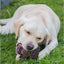 Ancol Orva Pine Cone Treat Dispensing Dog Toy