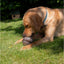 Ancol Orva Acorn Treat Dispensing Dog Toy