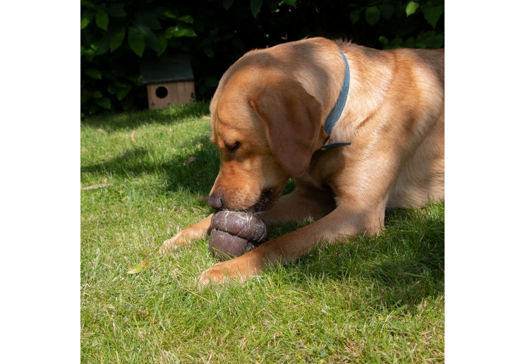 Ancol Orva Acorn Treat Dispensing Dog Toy