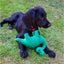 Small Bite Dinosaur