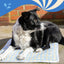 Rosewood Premium Dog Cooling Mat and Cover - 53 x 68cm