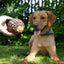 Ancol Orva Pine Cone Treat Dispensing Dog Toy