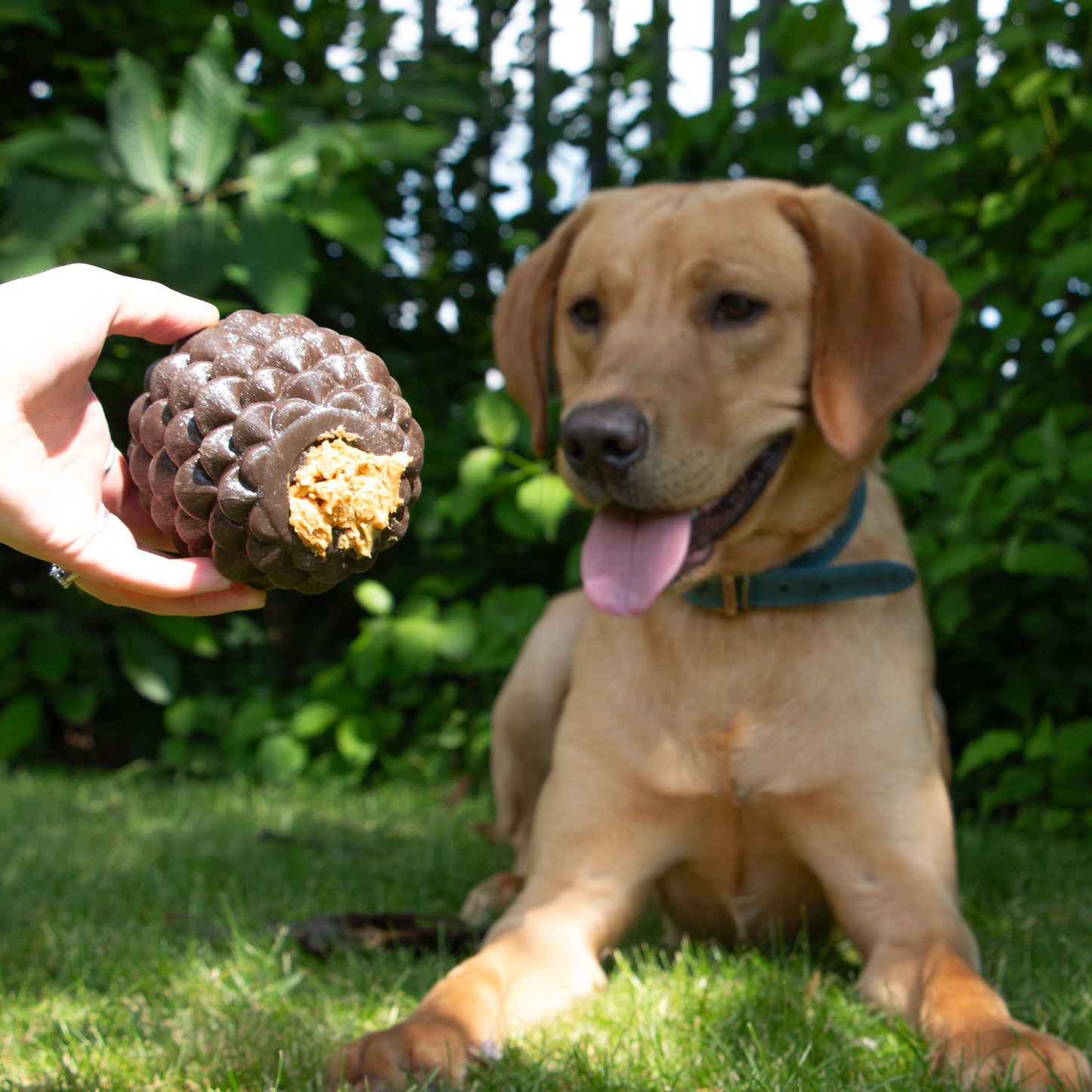 Ancol Orva Pine Cone Treat Dispensing Dog Toy