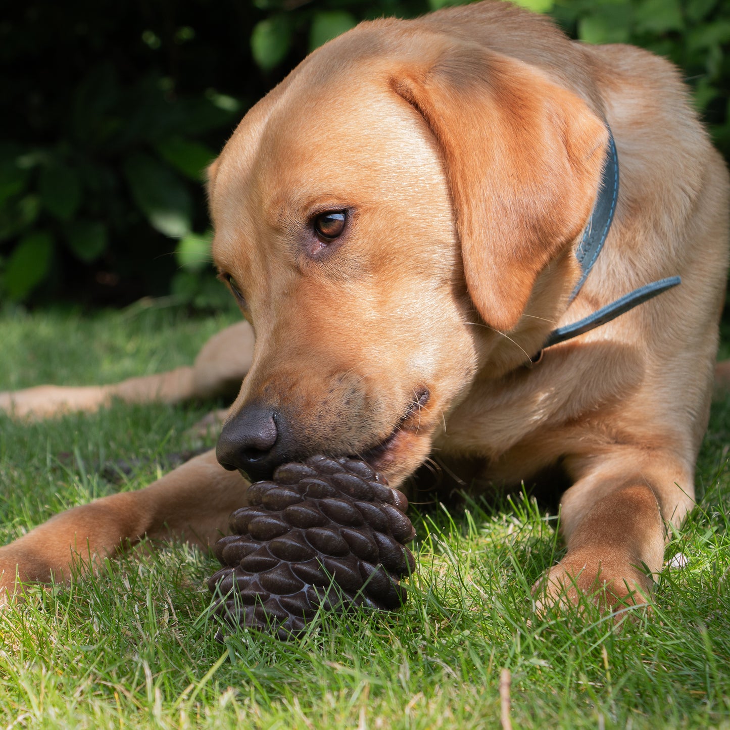 Ancol Orva Pine Cone Treat Dispensing Dog Toy