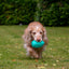 Ancol Orva Hedgehog Treat Dispensing Dog Toy