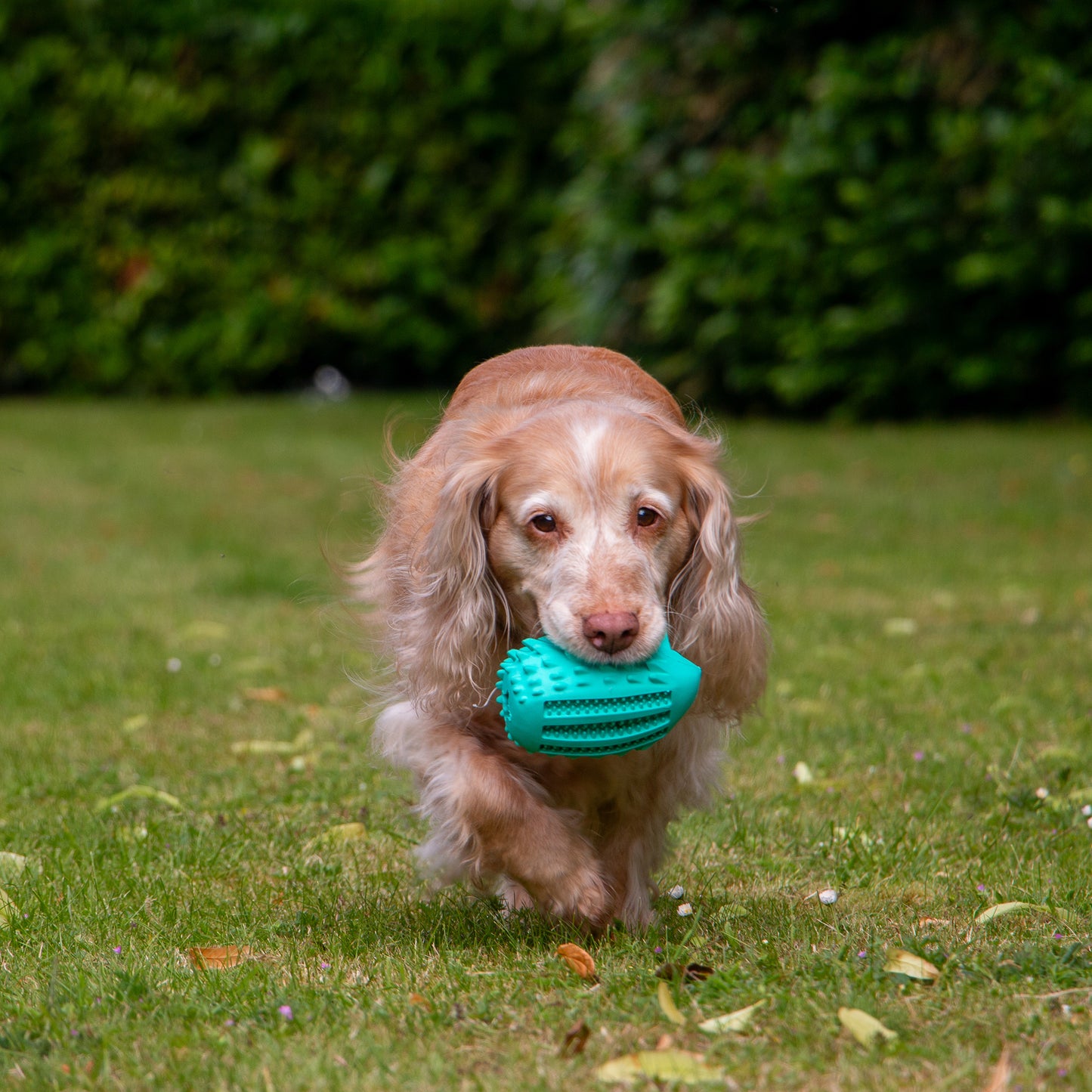 Ancol Orva Hedgehog Treat Dispensing Dog Toy