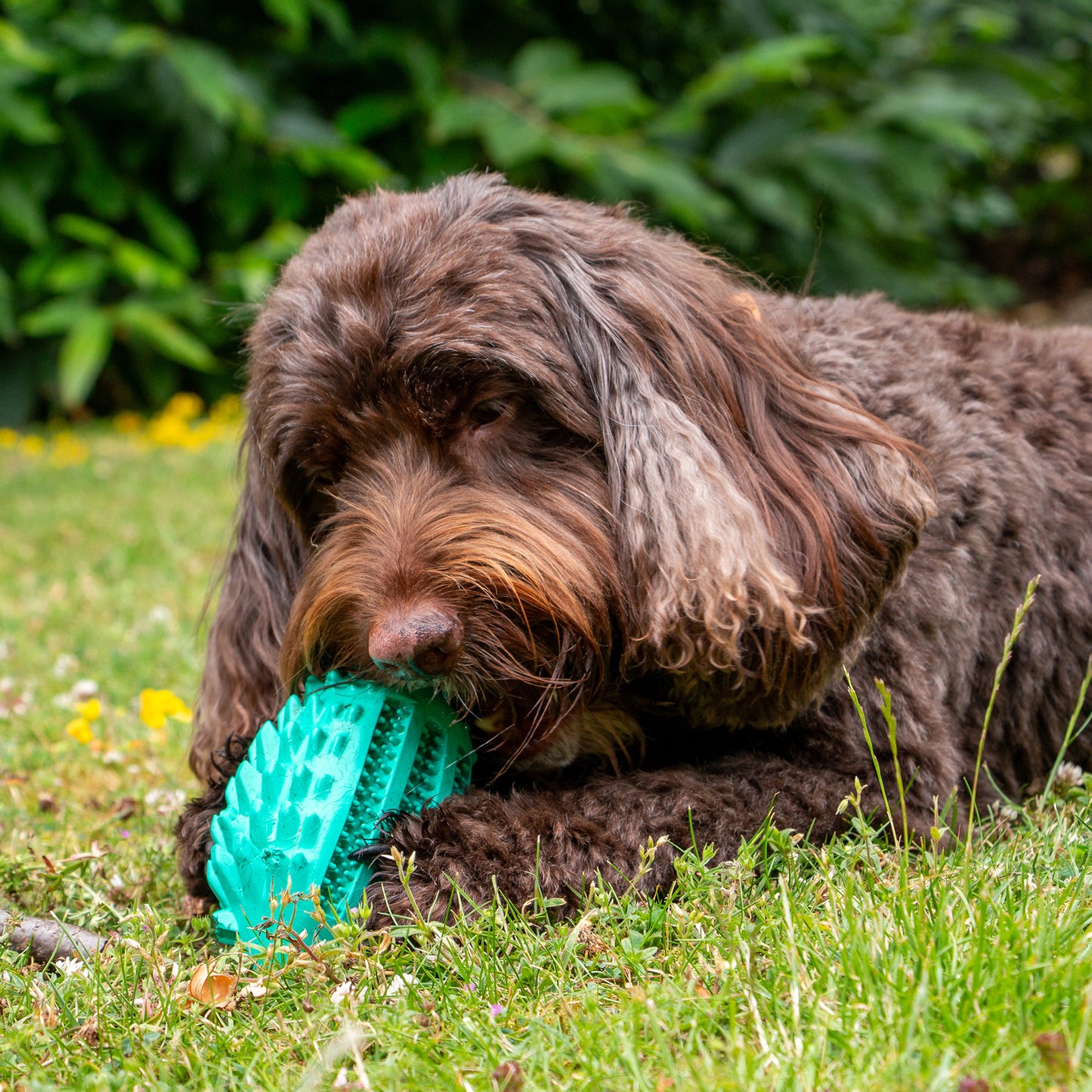 Ancol Orva Hedgehog Treat Dispensing Dog Toy