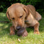 Ancol Orva Acorn Treat Dispensing Dog Toy