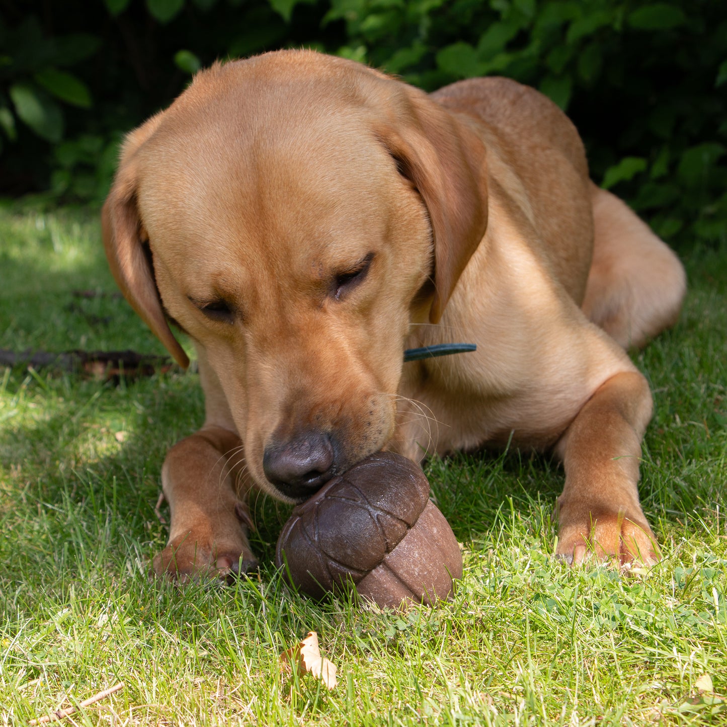 Ancol Orva Acorn Treat Dispensing Dog Toy