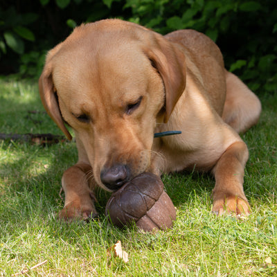 Ancol Orva Acorn Treat Dispensing Dog Toy