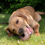 Ancol Orva Acorn Treat Dispensing Dog Toy