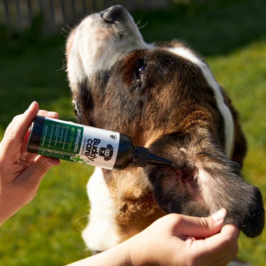 Buddycare Pet Antiseptic Ear Drops - 200ml / 6.76 fl oz