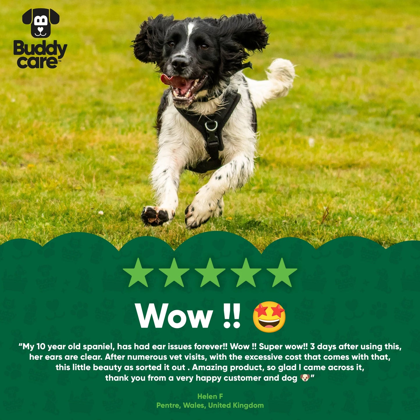Buddycare Dog Ear Wipes (100ct)