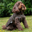 Heritage Wax Cotton Dog Coat Small/Medium