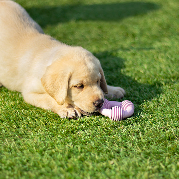 Cyber Rubber Puppy Teether - Assorted Shapes