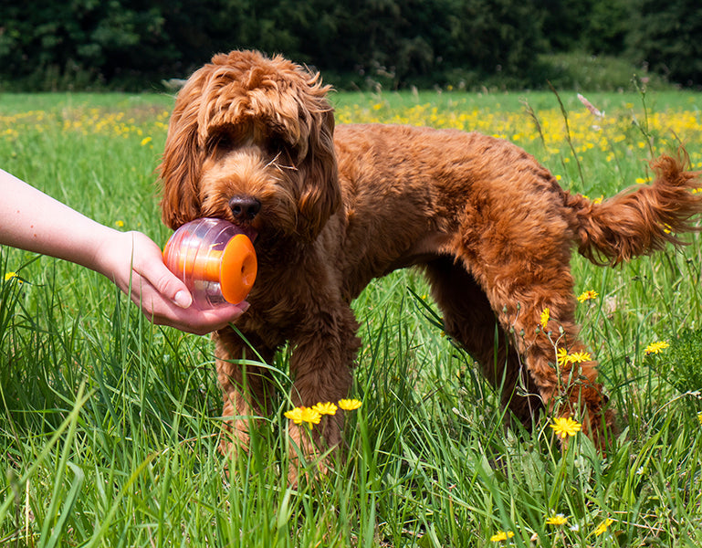 Giggling Treat Ball