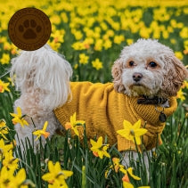 Medium Mustard Cable Knit Jumper