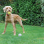 Catch & Play Football