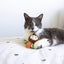 Cat, Little Nipper Boggle Owl