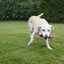 Lg Takeaway Bacon Bone