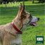 Ancol Classic Red Leather Dog Collar 45-54cm Size 6