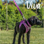 Purple 3/4" Padded Nylon Lead