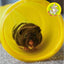 Guinea Pig Tuff Tube